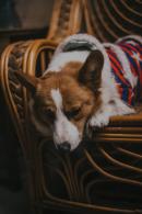 Corgi triste
