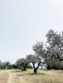 Ulivo_albero