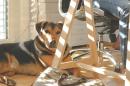 Cane a lavoro