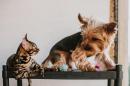 Cane & Gatto