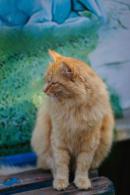 Gatto rosso